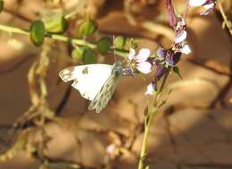 Image of Desert white