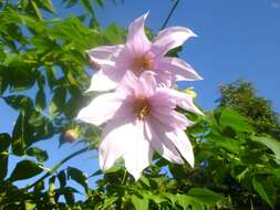 Image of Tree dahlia