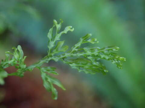 Image of Hymenophyllum pluviatile Perrie & Brownsey