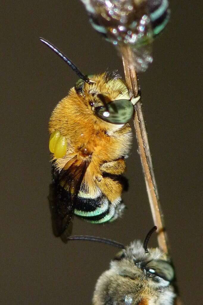 Sivun Amegilla cingulata (Fabricius 1775) kuva