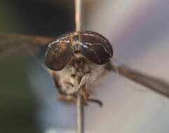 Imagem de Tabanus sackeni Fairchild 1934