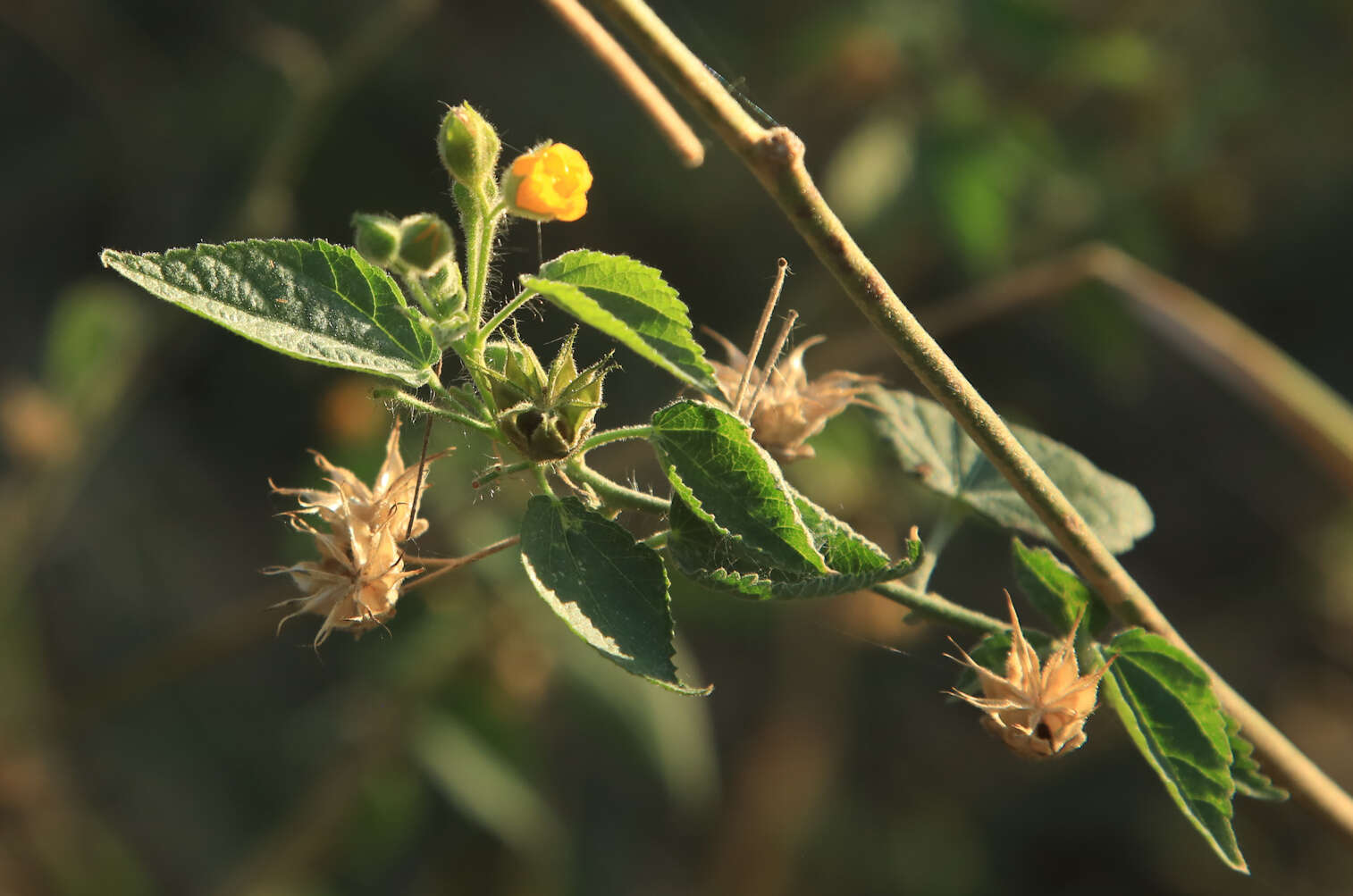 Image of Abutilon ramosum (Cav.) Guill.