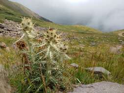 Image of Cirsium culebraense Ackerf.