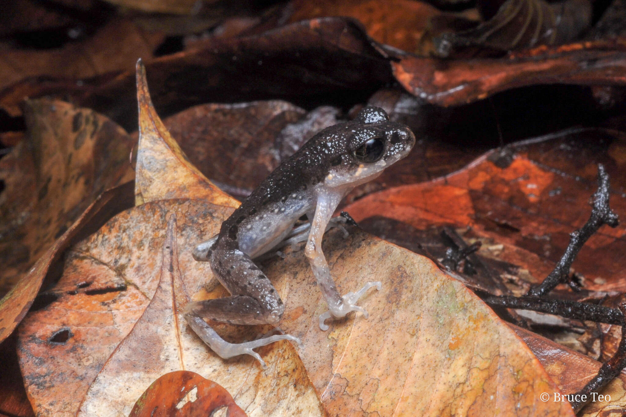 Image of Gracile Litter Frog