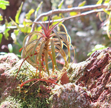 Image of Dracophyllum townsonii Cheeseman