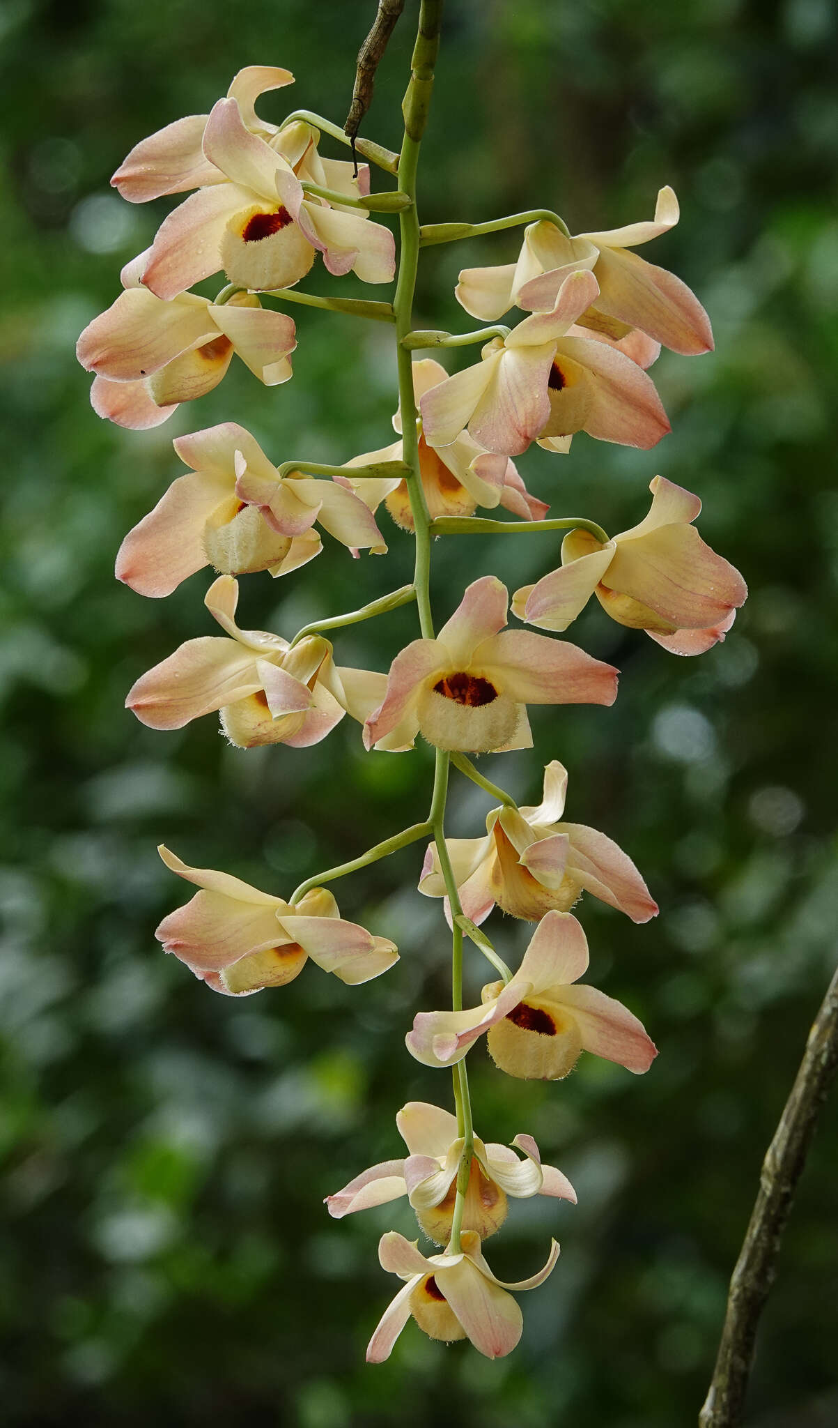 Imagem de Dendrobium moschatum (Banks) Sw.