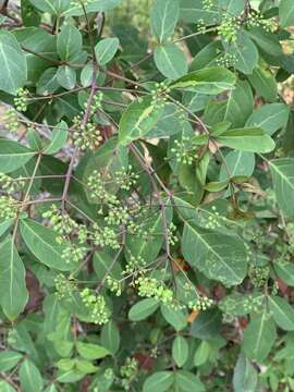 Polyscias sambucifolia (Sieber ex DC.) Harms resmi