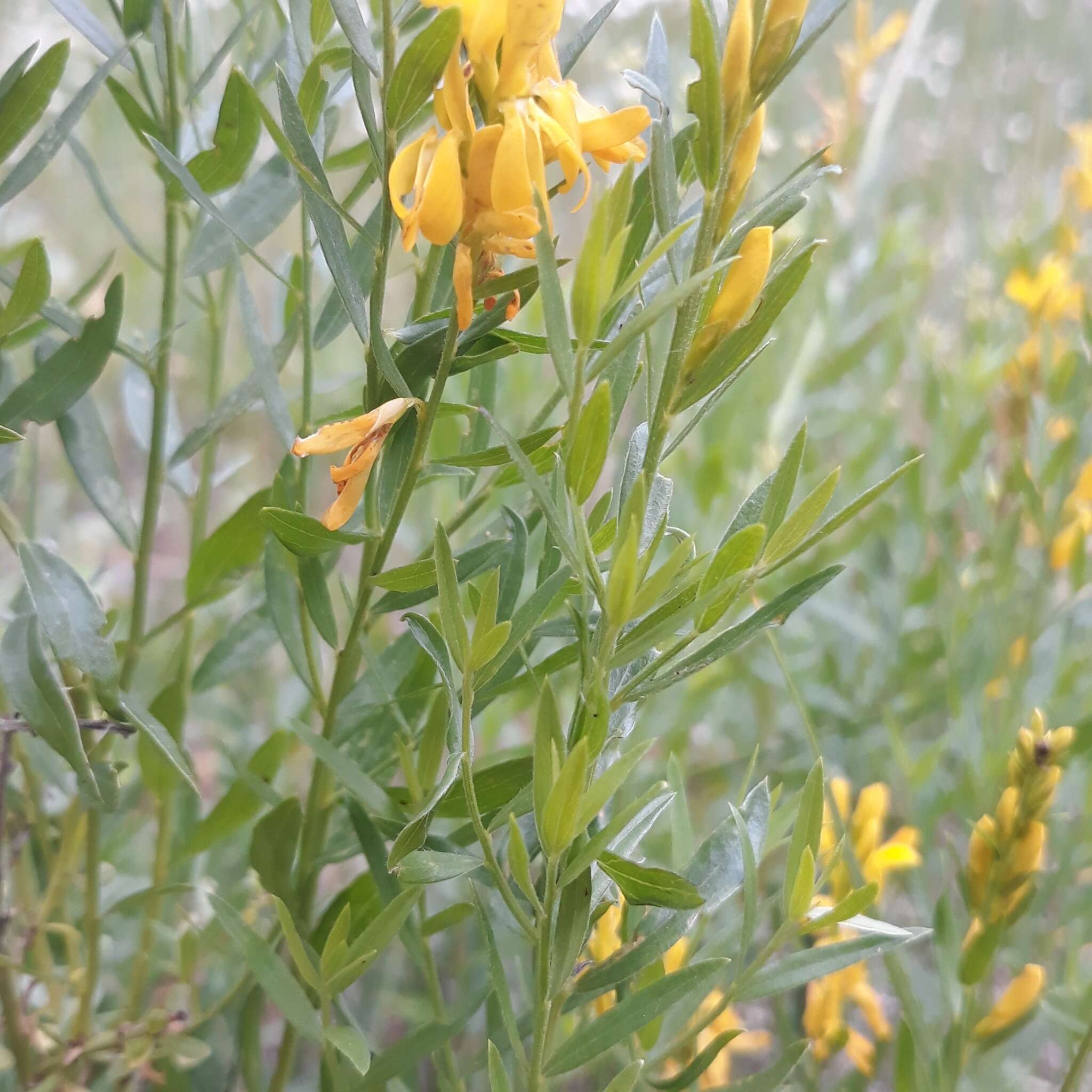 Imagem de Genista tinctoria L.