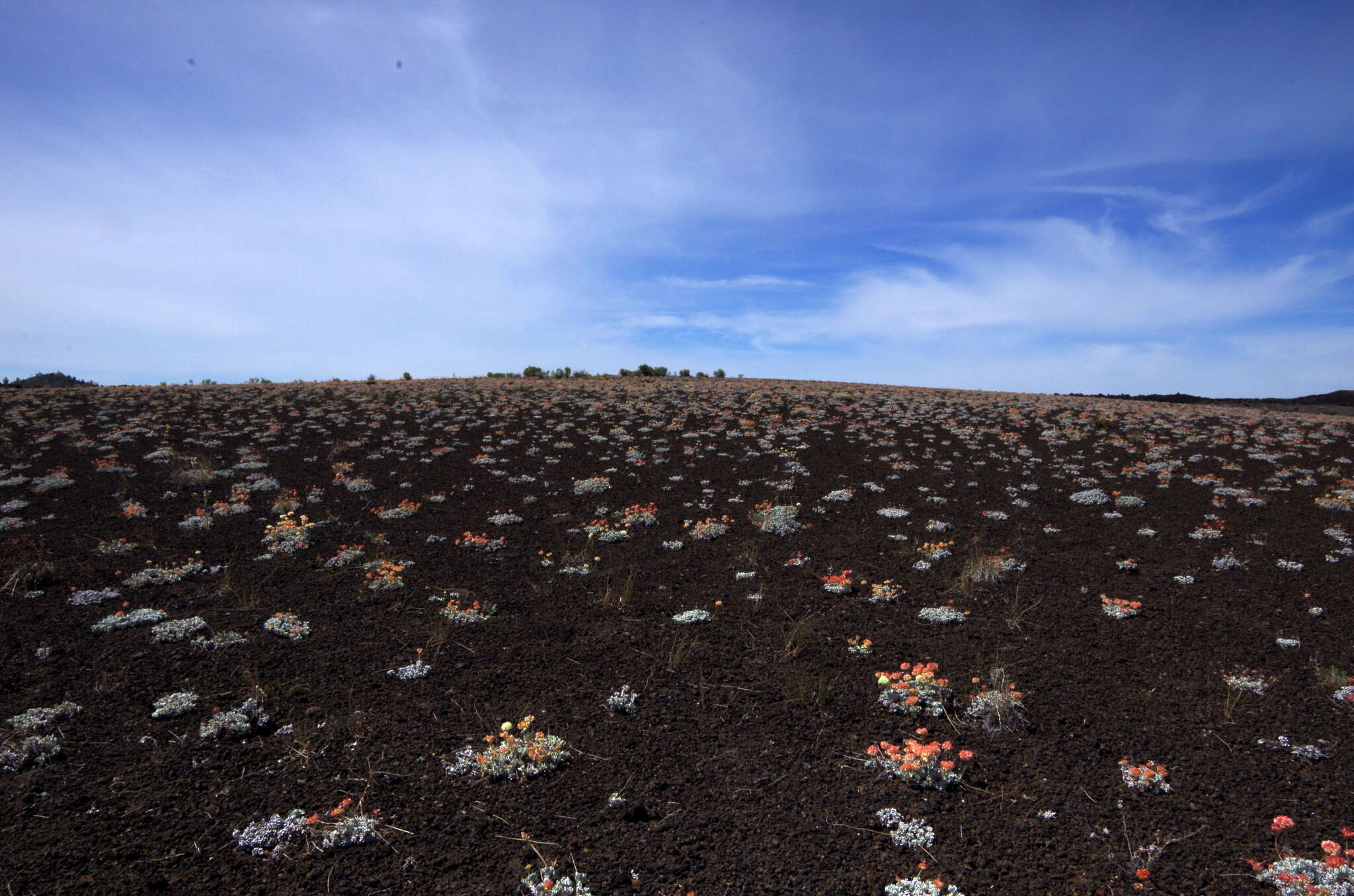 Image of Craters of the Moon cushion buckwheat