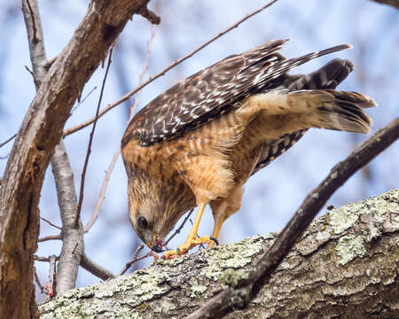 Image of Buteo lineatus lineatus (Gmelin & JF 1788)