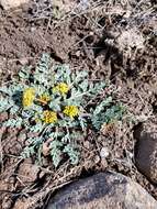 Plancia ëd Aulospermum longipes (S. Wats.) Coult. & Rose