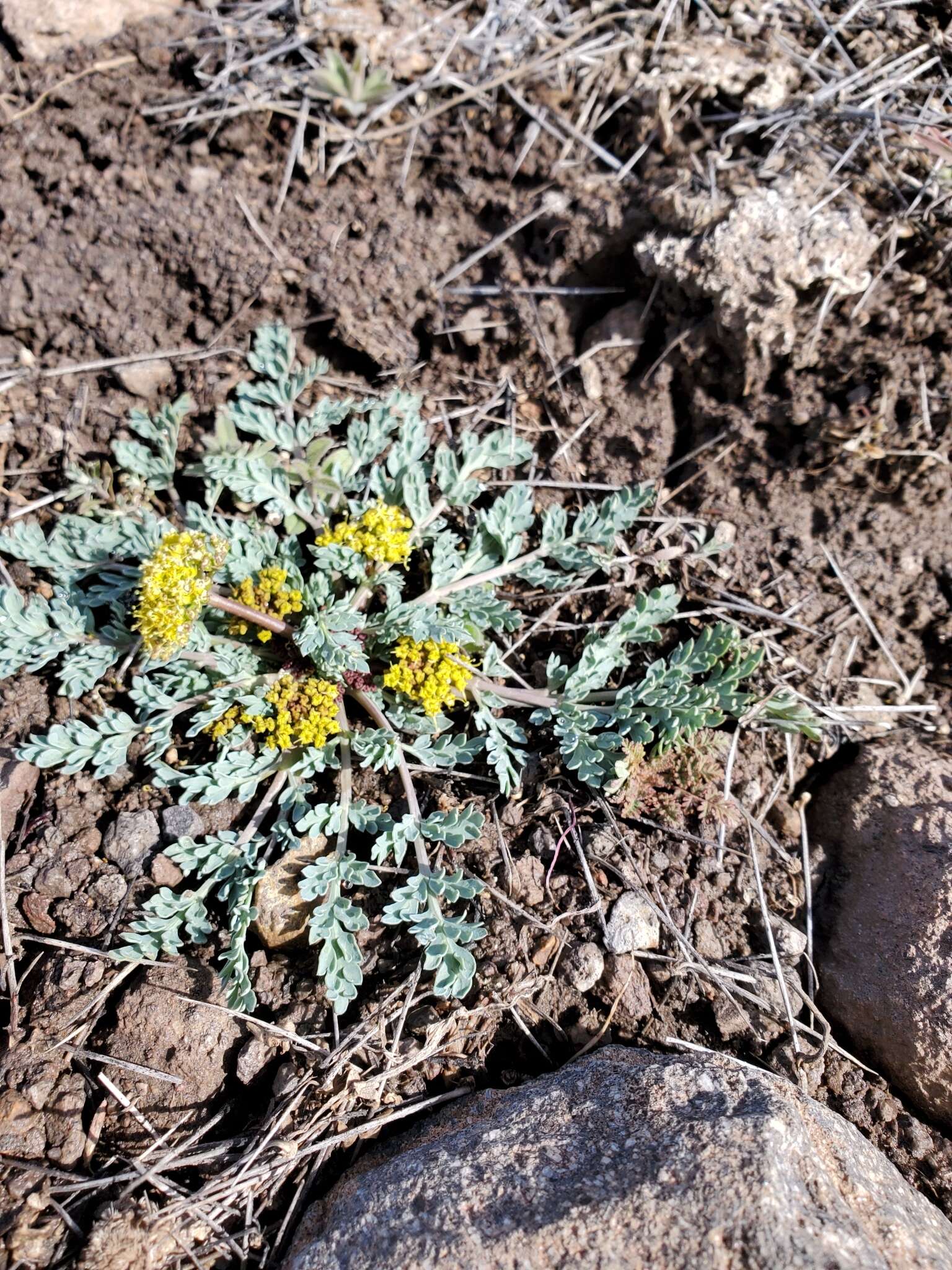 Plancia ëd Aulospermum longipes (S. Wats.) Coult. & Rose