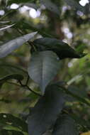 Dysoxylum mollissimum subsp. molle (Miq.) D. J. Mabberley的圖片