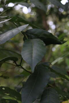 Image of Dysoxylum mollissimum subsp. molle (Miq.) D. J. Mabberley