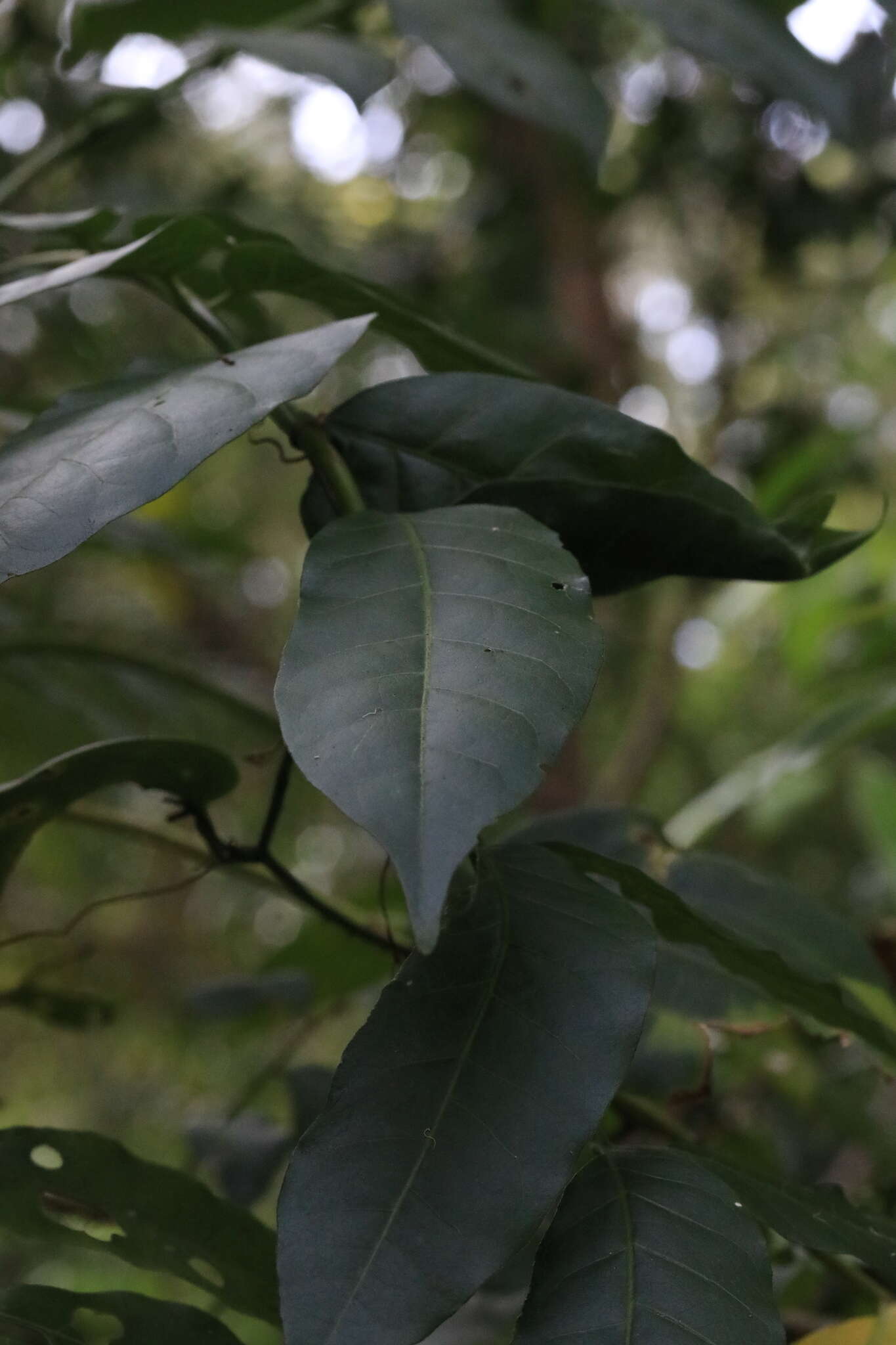 Dysoxylum mollissimum subsp. molle (Miq.) D. J. Mabberley的圖片