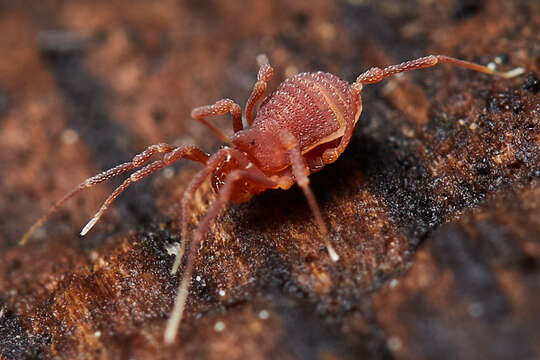 Sitalcina californica (Banks 1893) resmi