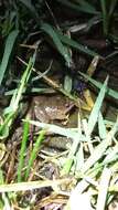 Image of Hensel’s Swamp Frog