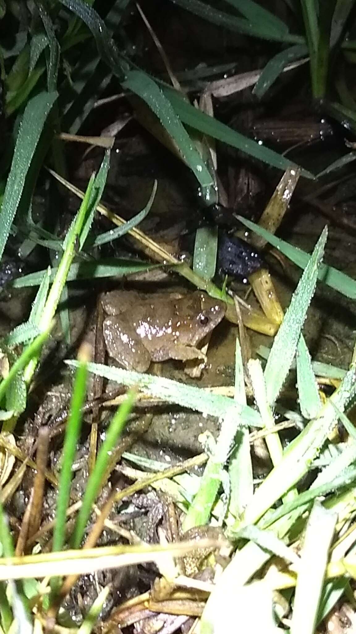 Image of Hensel’s Swamp Frog