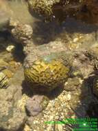 Image of Golfball coral