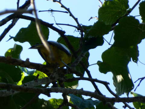 Imagem de Icterus leucopteryx (Wagler 1827)