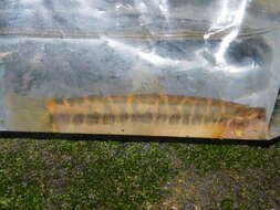 Image of Barred loach