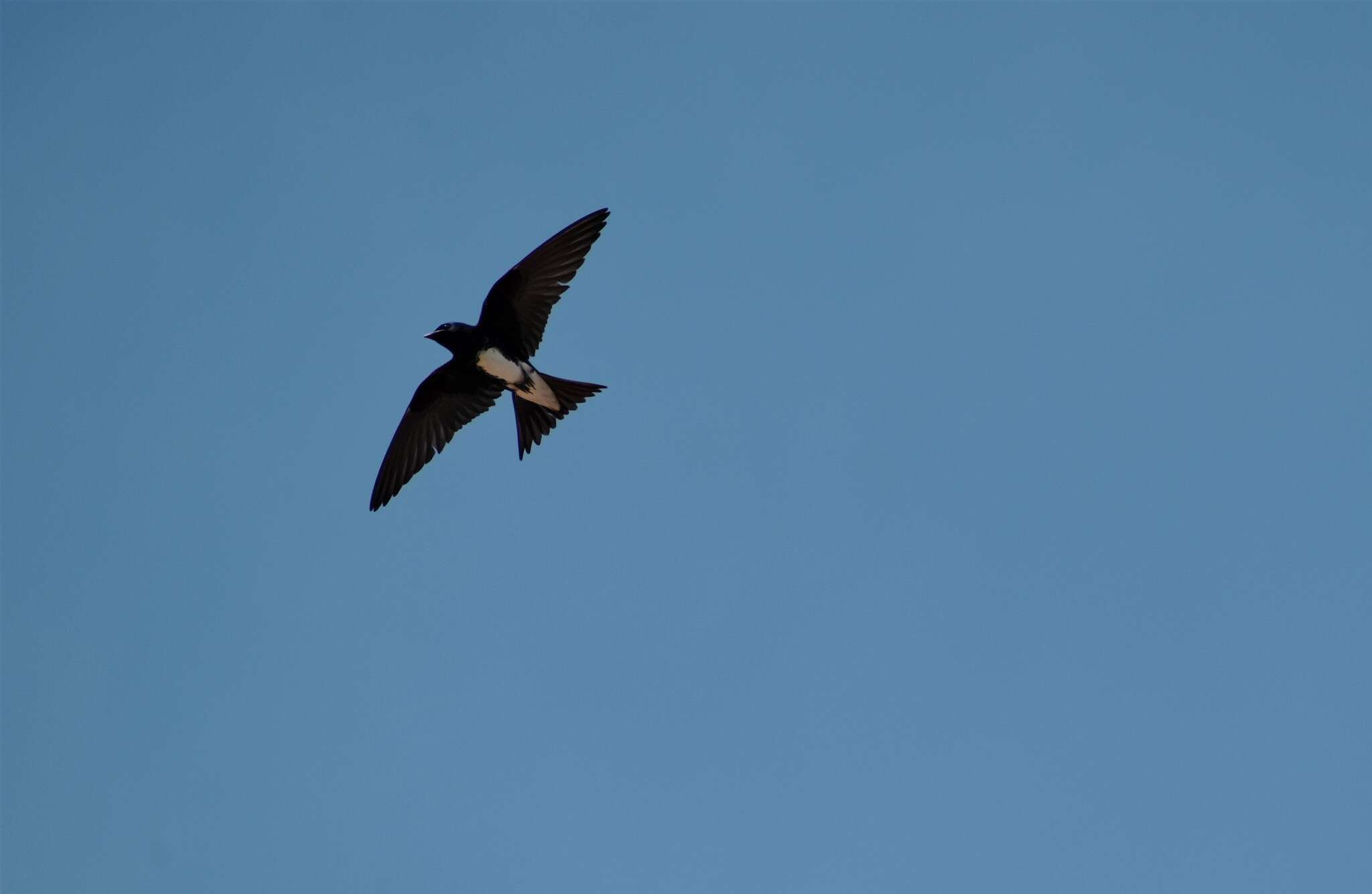 Image de Hirondelle à ventre blanc