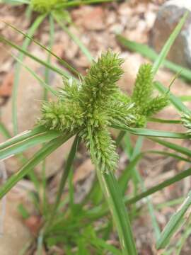 Слика од Cyperus aggregatus (Willd.) Endl.