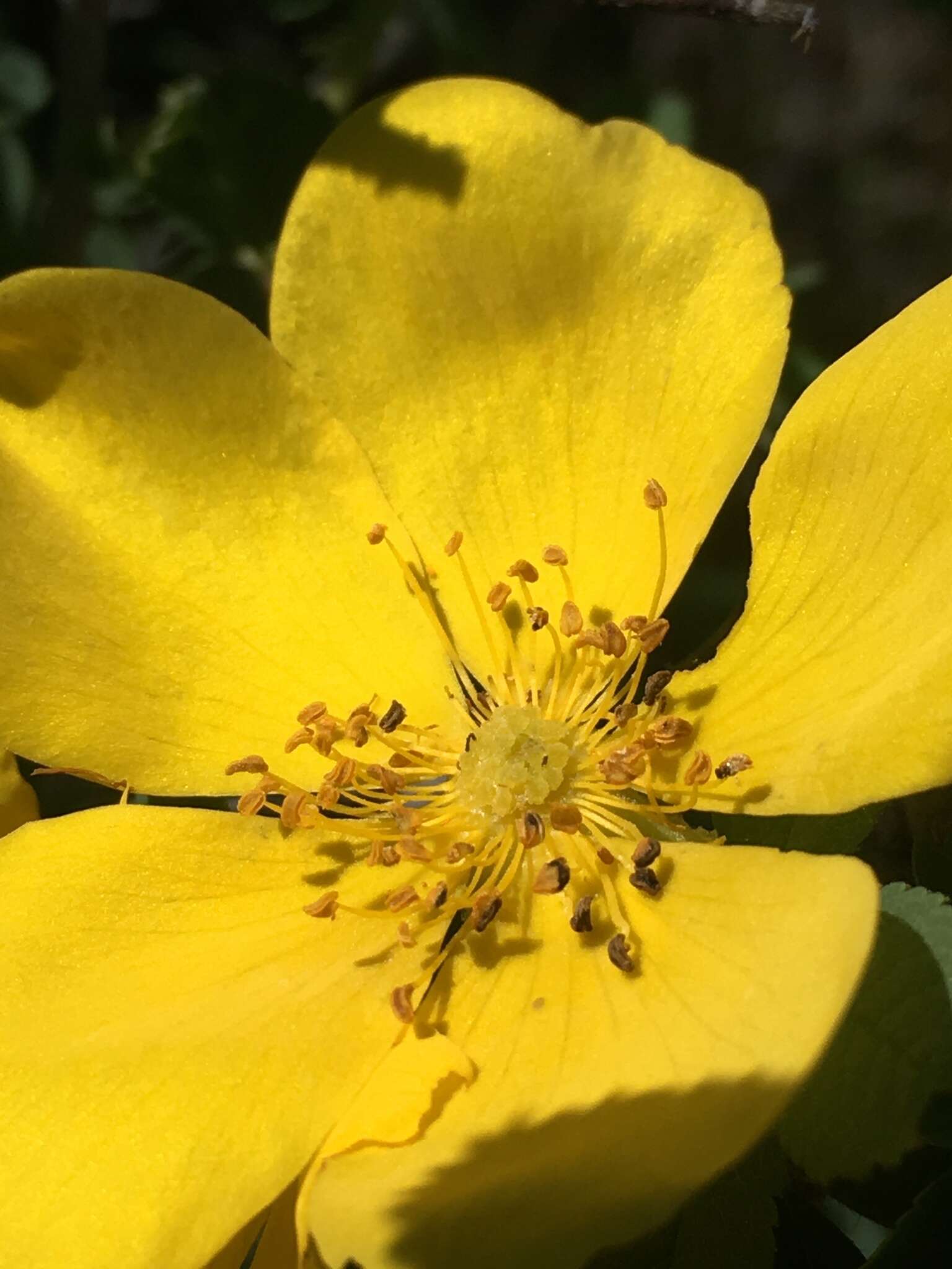 Image de Rosa foetida J. Herrm.