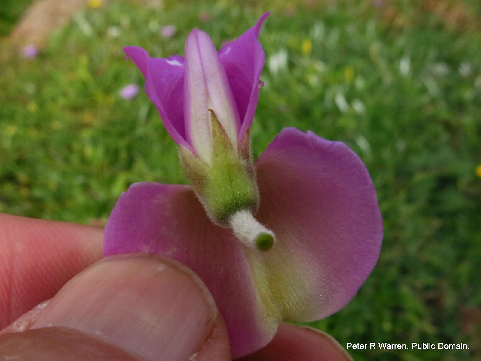 Image de Tephrosia purpurea (L.) Pers.