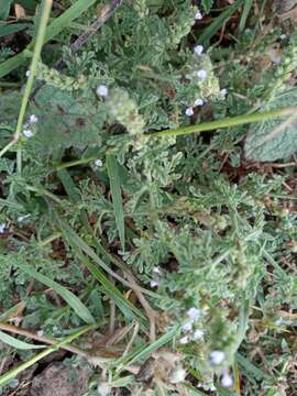 Image of supine vervain