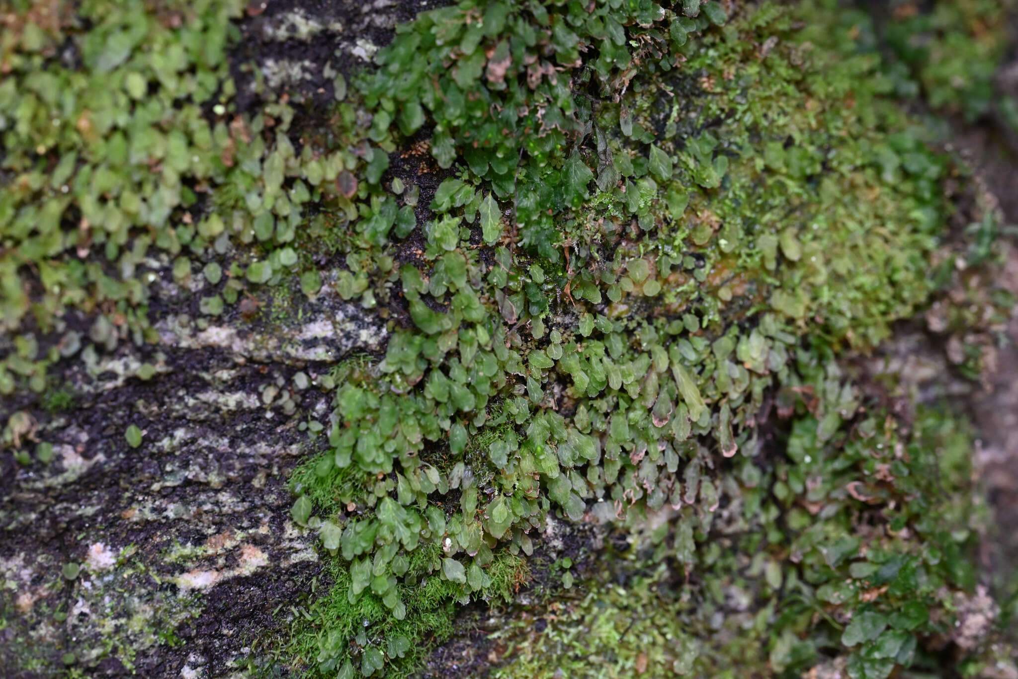 Image of Dwarf Filmy Fern