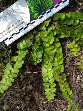 Image of Stylisma rotundifolia (S. Wats.) House