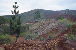 Image de Araucaria rulei F. Muell.