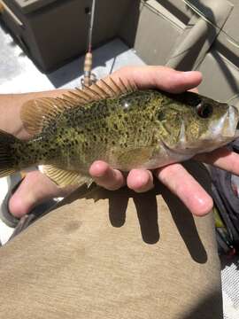 Image of Ozark bass