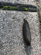 Image of Spanish slug