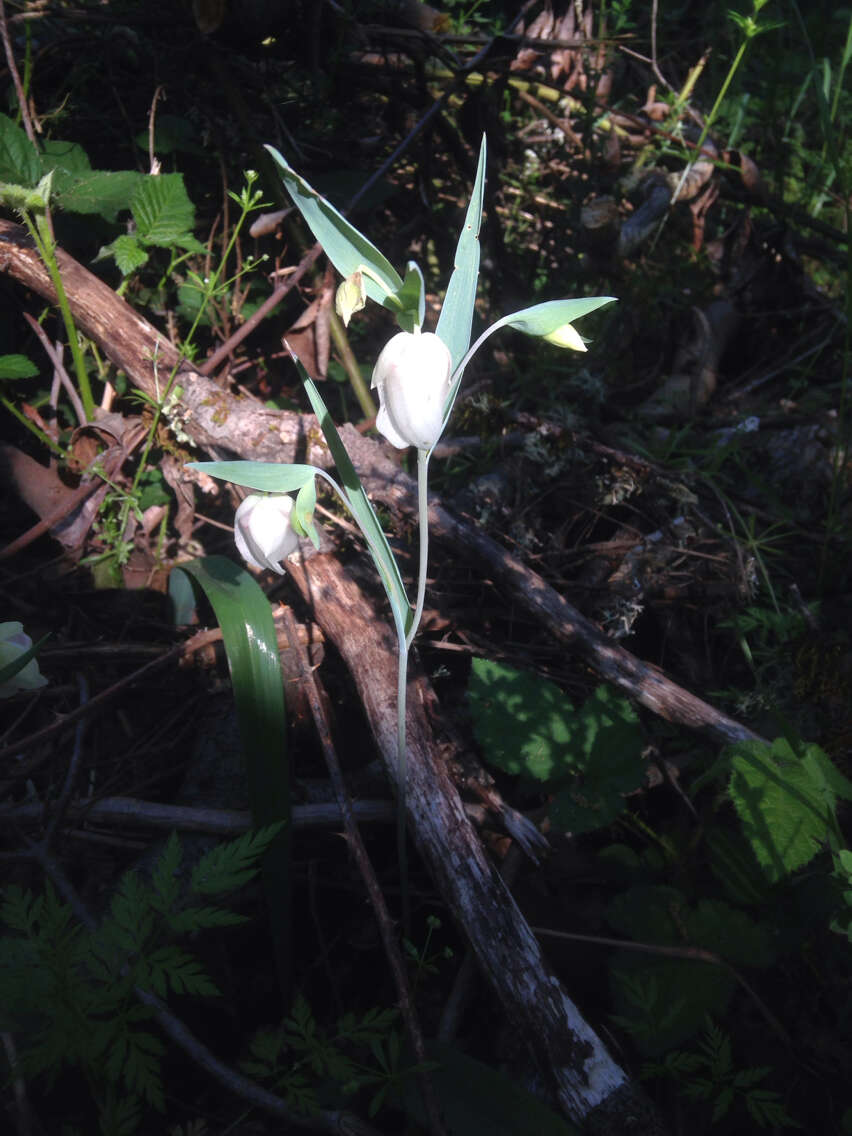 Image of White fairy-lantern