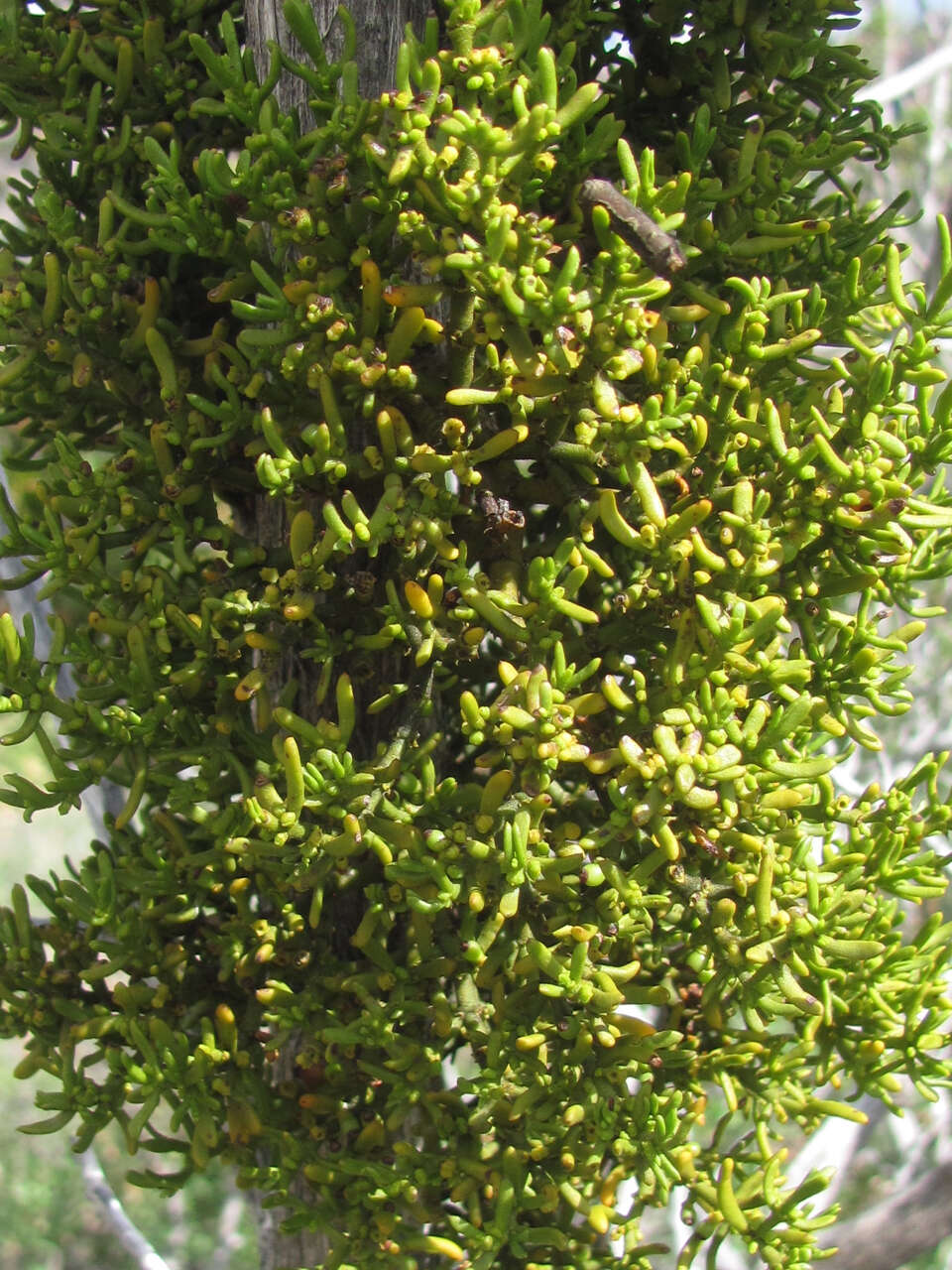 Image of Hawksworth's mistletoe