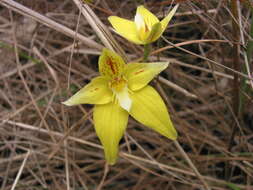 Caladenia flava subsp. flava resmi