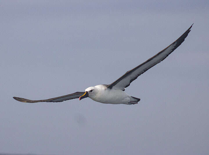 Image of Atlantic Yellow-nosed Albatross