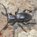 Image of Iberodorcadion (Baeticodorcadion) lorquinii (Fairmaire 1855)