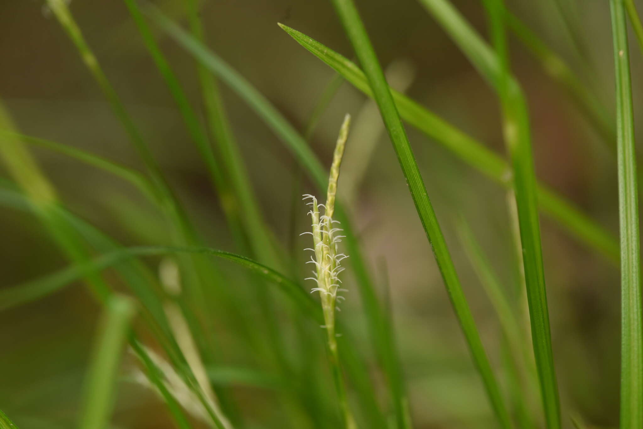 Image of Carex tristachya Thunb.