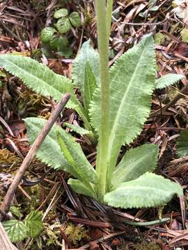 Sivun Primula griffithii (Watt) Pax kuva