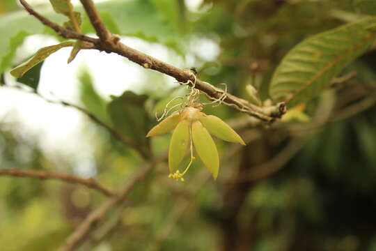 Image of Trizeuxis falcata Lindl.