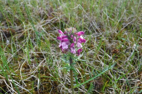 Image of Sudetic Lousewort