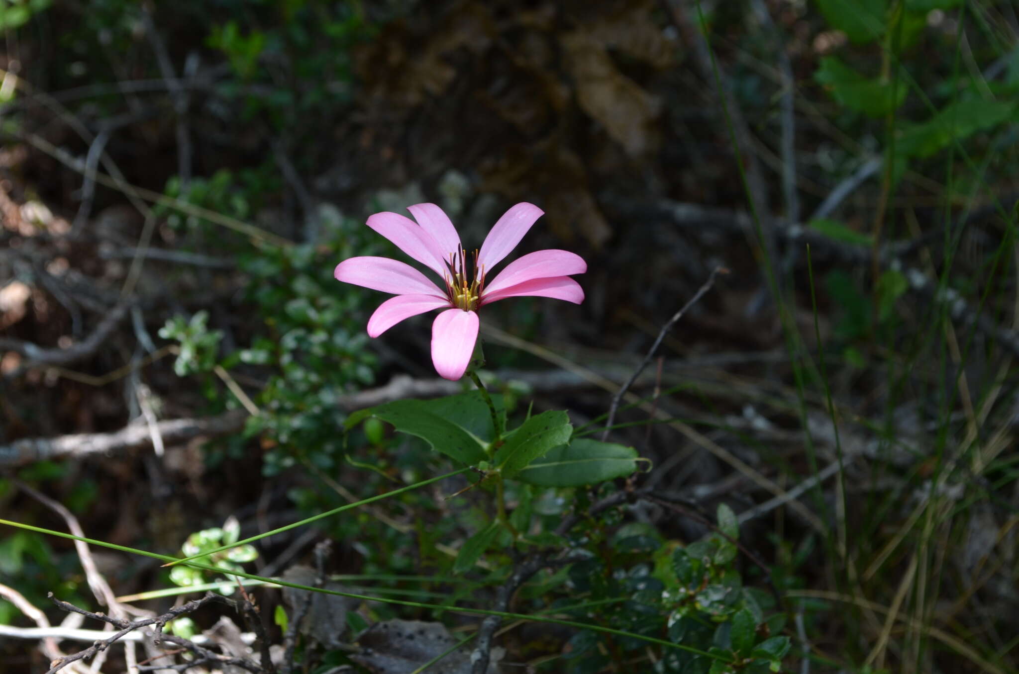 Image of Mutisia araucana Phil.