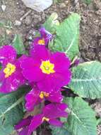 Image of Primula acaulis subsp. rubra (Sm.) Greuter & Burdet