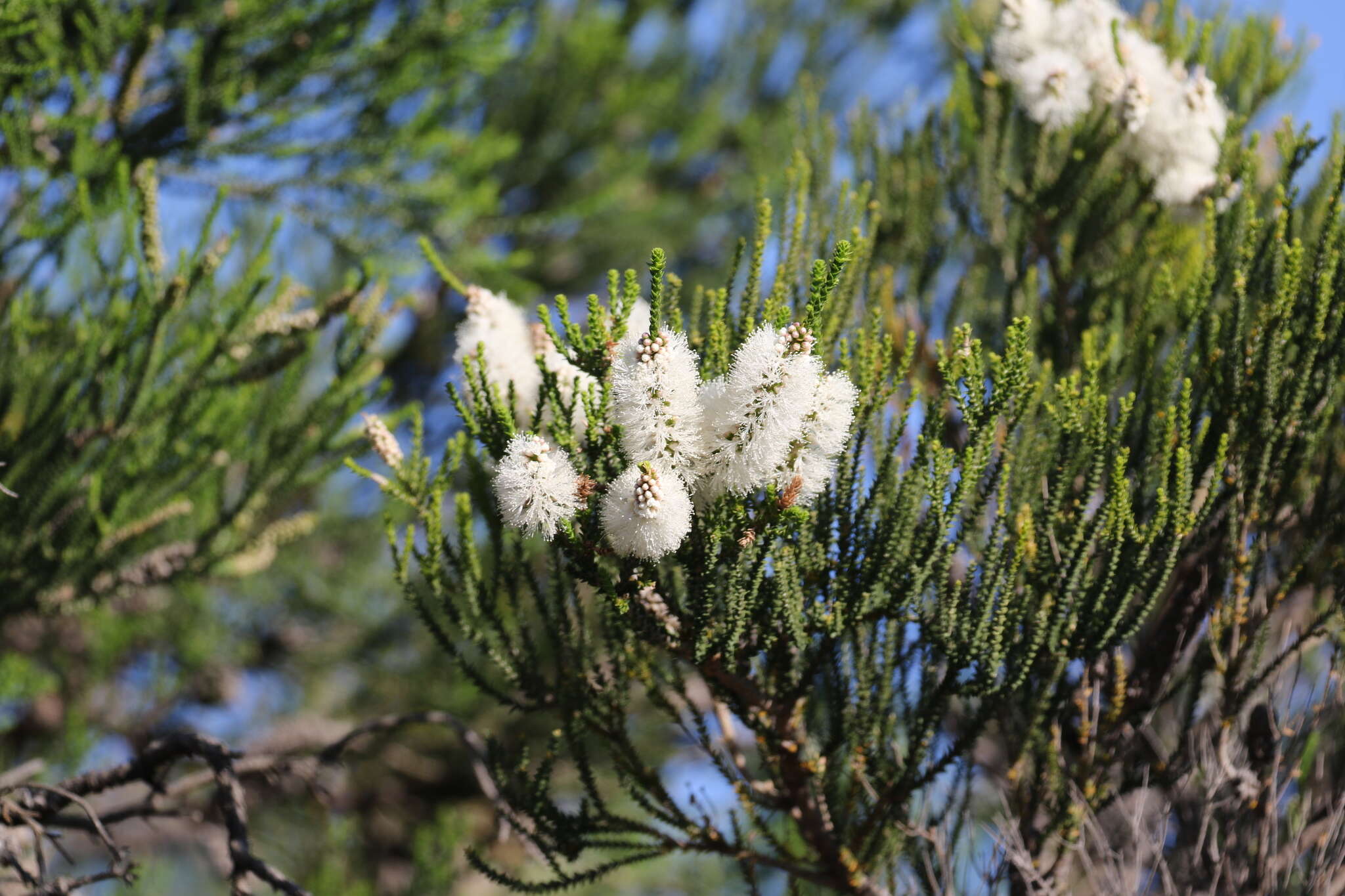 Sivun Melaleuca huegelii Endl. kuva