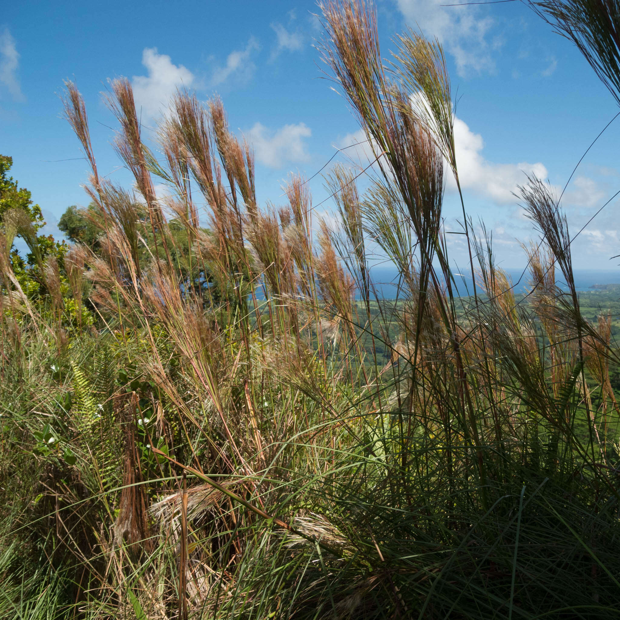 Sivun Andropogon bicornis L. kuva