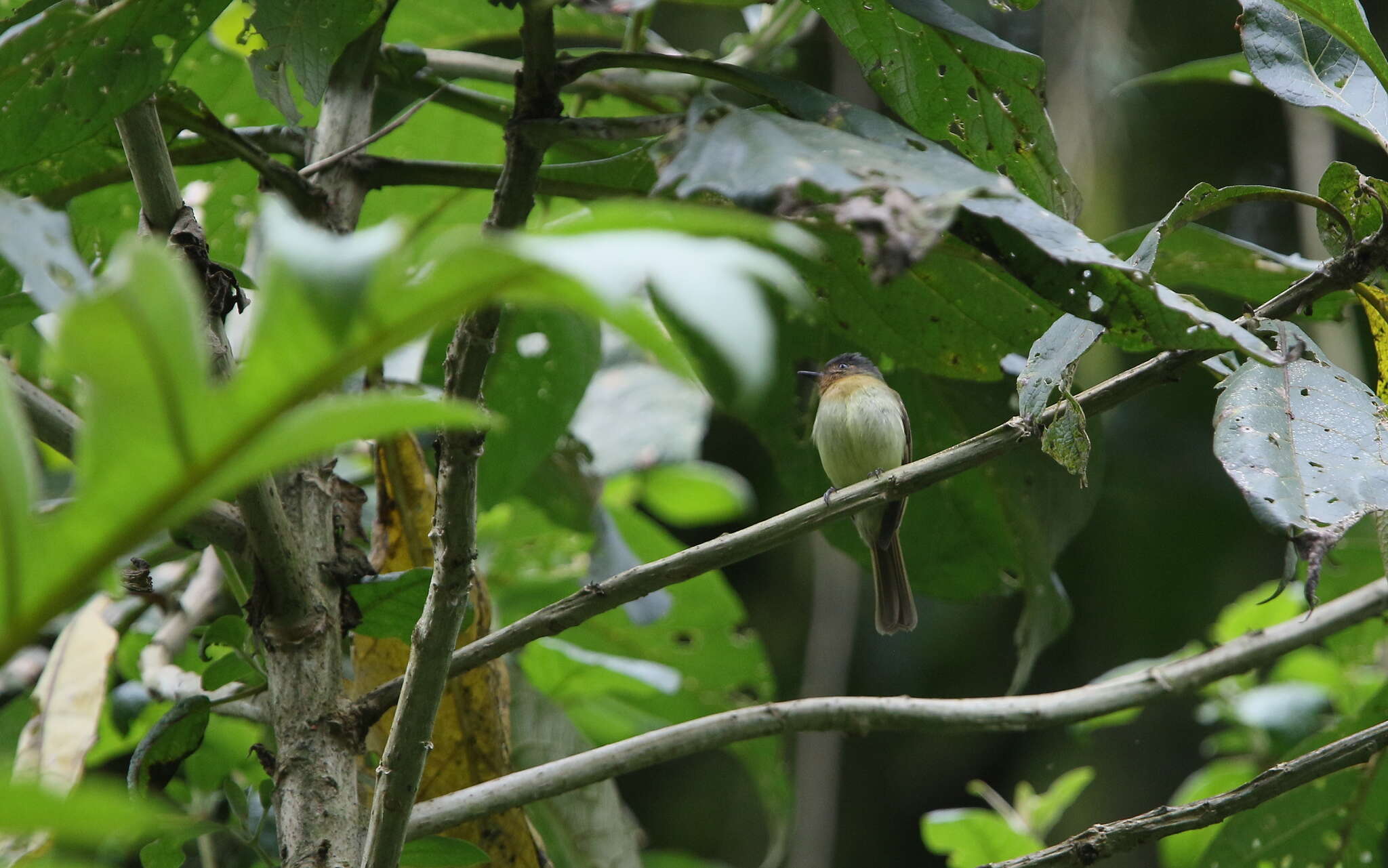 Image of Rufous-breasted Flycatcher