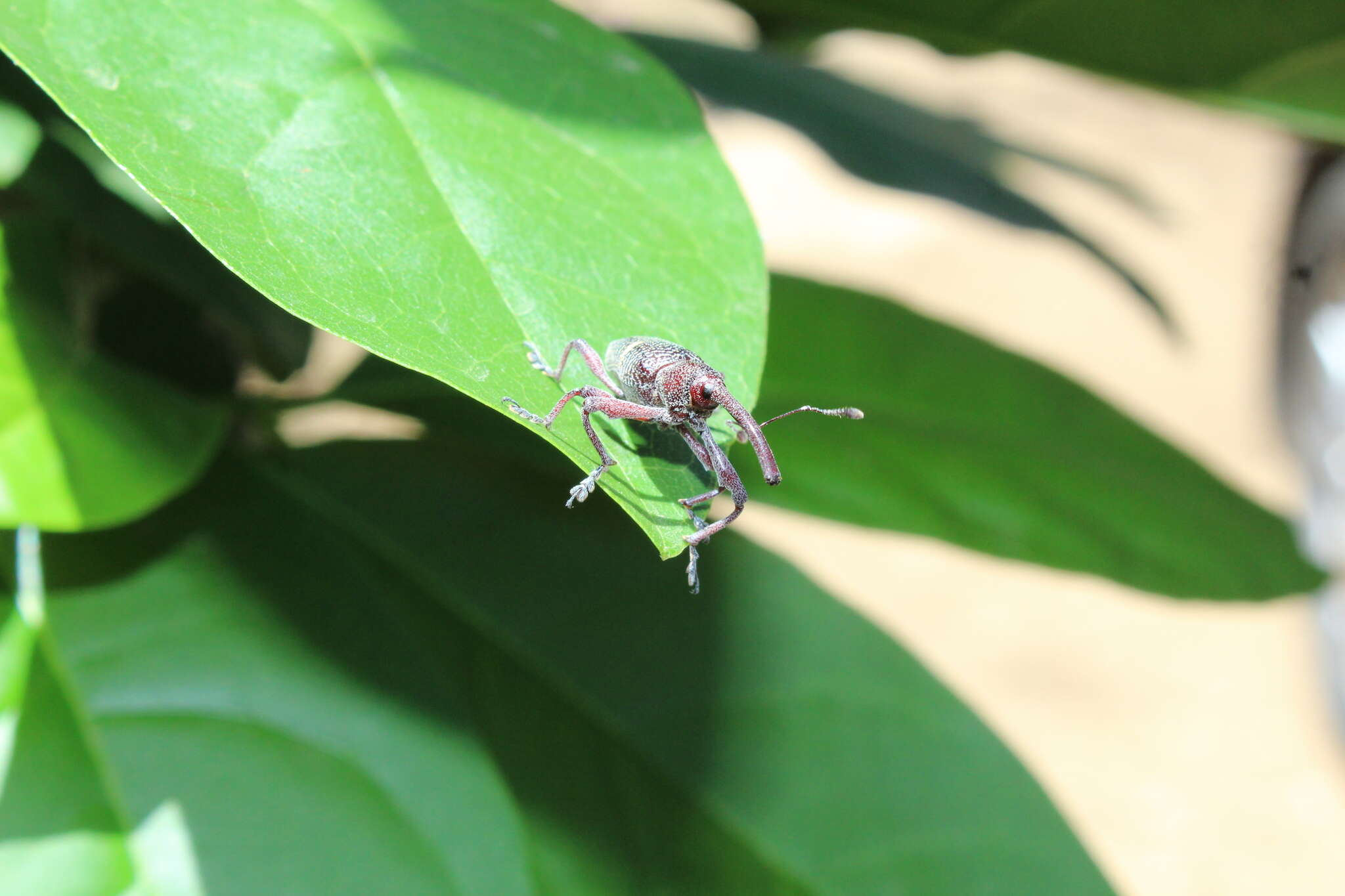 Image of Weevil